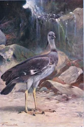 Crested Screamer, z Wildlife of the World vydané Frederick Warne & Co, kolem roku 1900